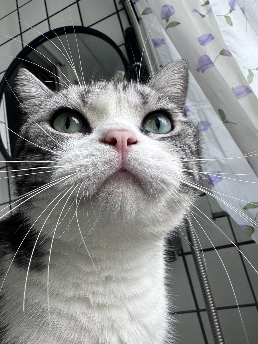 CodingXiaoShi's tweet image. 