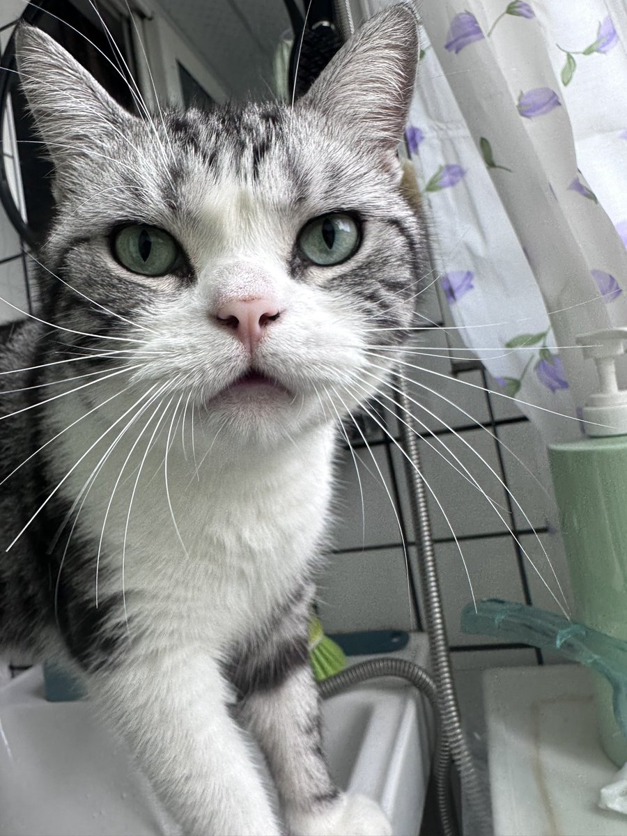 CodingXiaoShi's tweet image. 