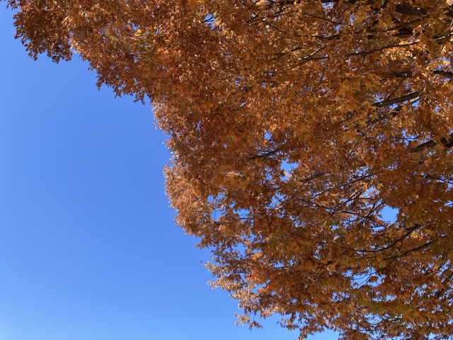 学校の近くにある扇町公園の紅葉がきれいです🍂
もうすぐ日本語能力試験。みなさん、体調をこわさないように気をつけてくださいね😊

＃にほんご #留学生活 #留学生サポート #日本語学校 #ywca #japaneselanguageschool #японхэлнийсургууль #японхэл #日本語學校 #日語 #жапон #жапонтили