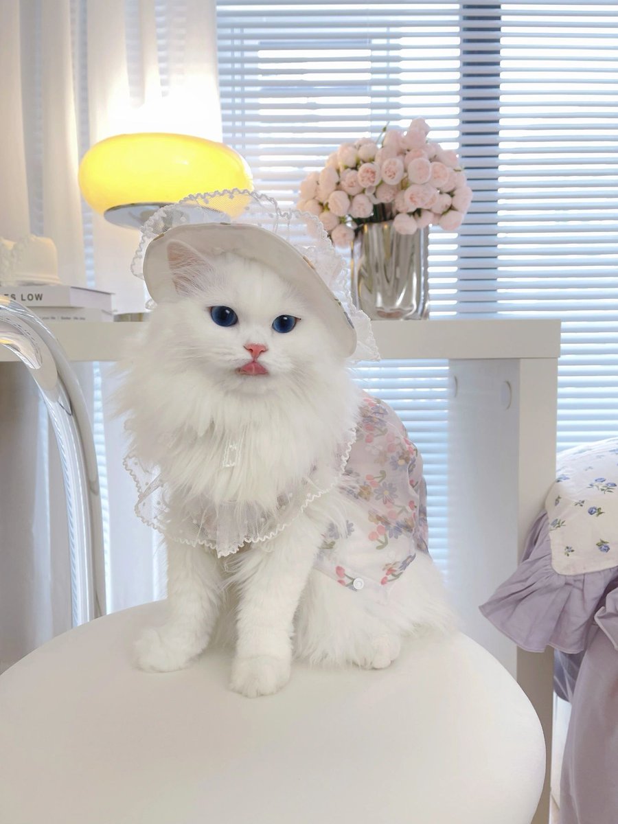 美しく飾られた可愛いちゃん