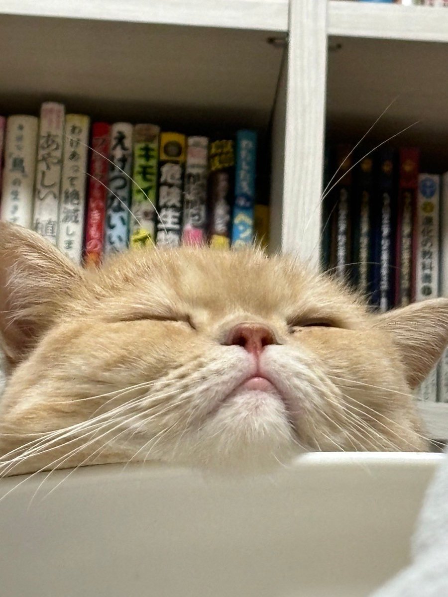 exotic_potechi's tweet photo. 宇宙人襲来
Here come the alien.

#cat
#catlife
#freddyleck
#washtab
#nap
#昼寝
#猫写真
#猫のいるしあわせ
#猫のいる暮らし
#フレディレック
#ウォッシュタブ https://t.co/b2oyj2b9tO