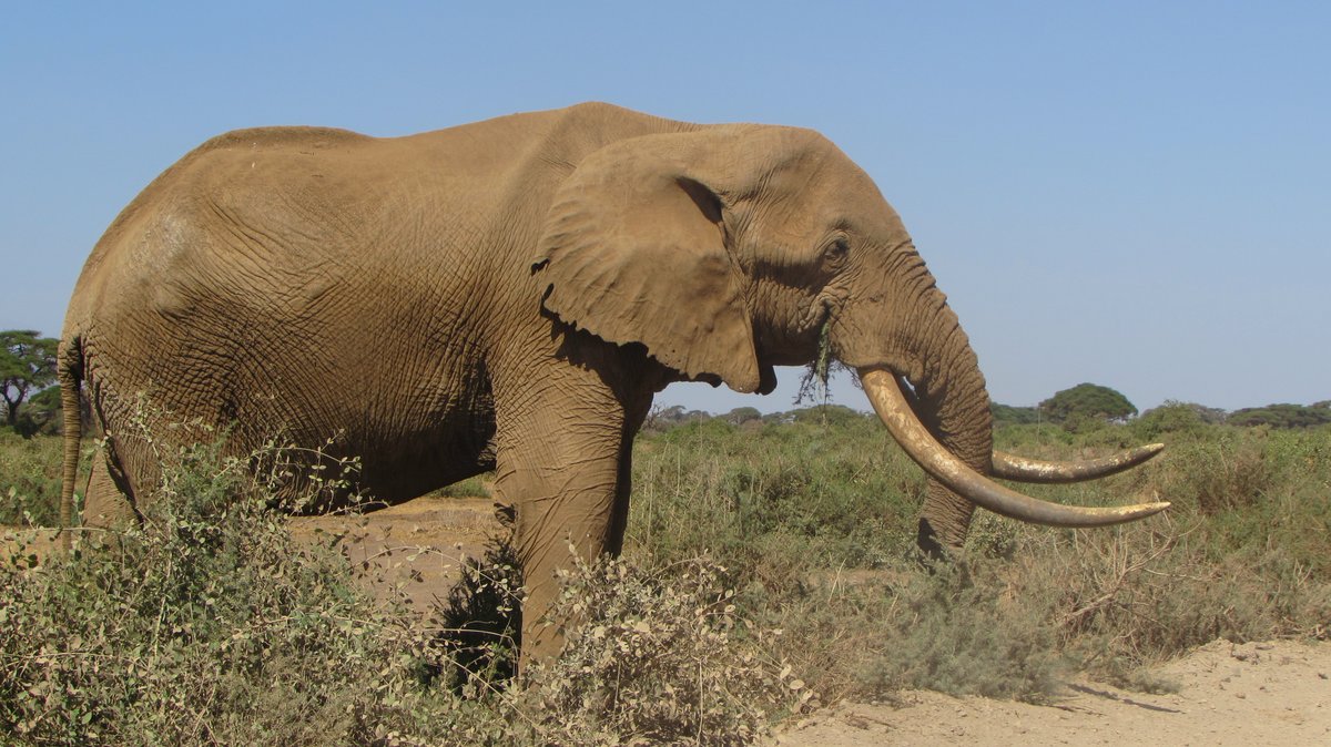 NdurumoS's tweet photo. Let's wrap up this year in the wild. Book an adventure with us today and have an opportunity to explore nature.
https://t.co/GGUBikYbgP
Contact us for more information and enquiry:
WhatsApp: +254768817478
Email: ndurumosafaris@gmail.com https://t.co/MmRSETxB5B