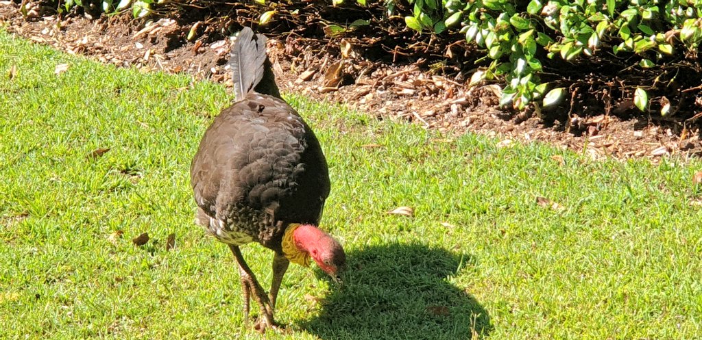 CherScheff's tweet photo. Brush turkey in the backyard.
#Bushturkey π¦
#Ozbirds https://t.co/z50Id0zrCI