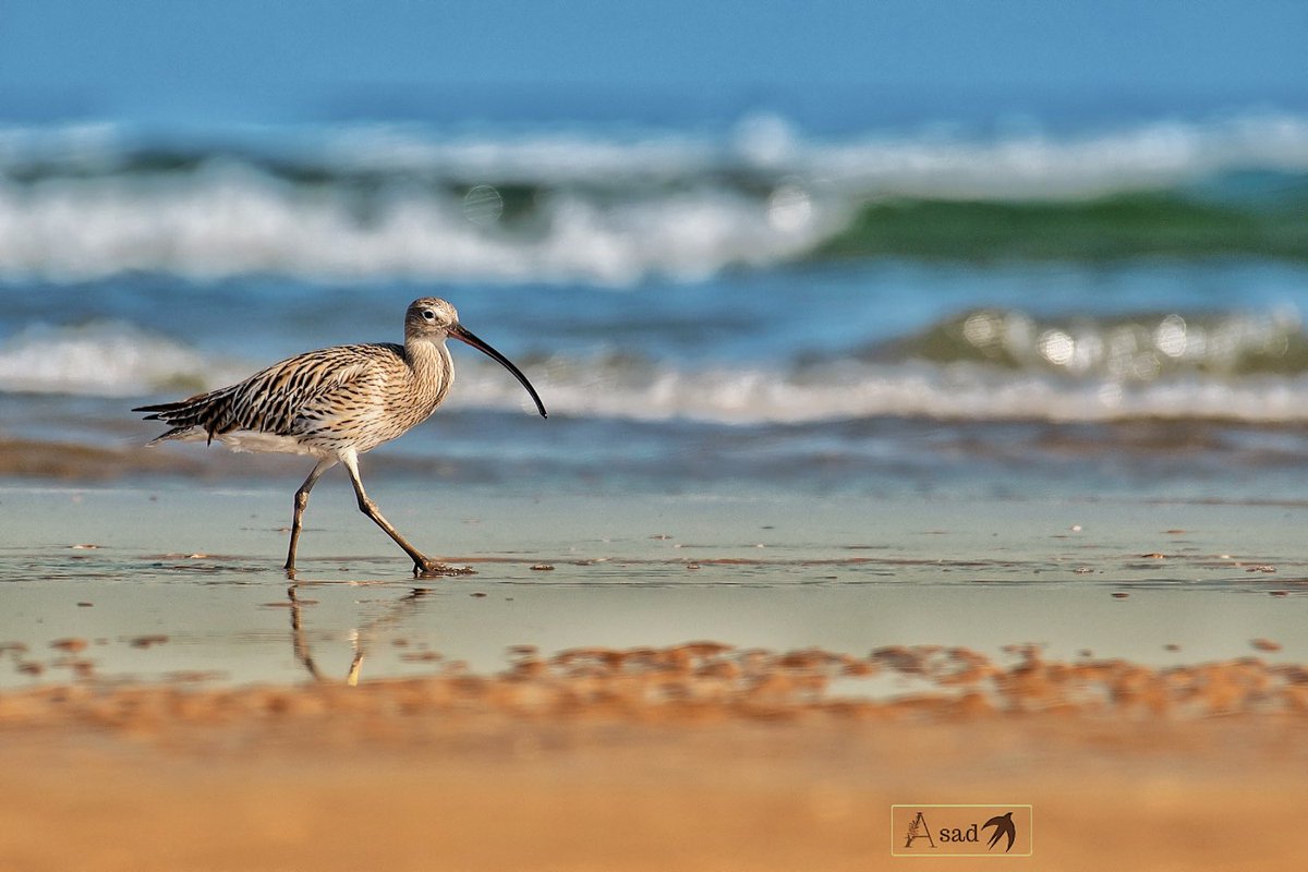 Eurasian curlew, unfazed by raging waves behind, takes a leisurely walk on the beach! Quite a harsh light though, not ideal for photography, but couldn’t resist the frame! #IndiAves #BirdsSeenIn2023 #birdwatching #BBCWildlifePOTD