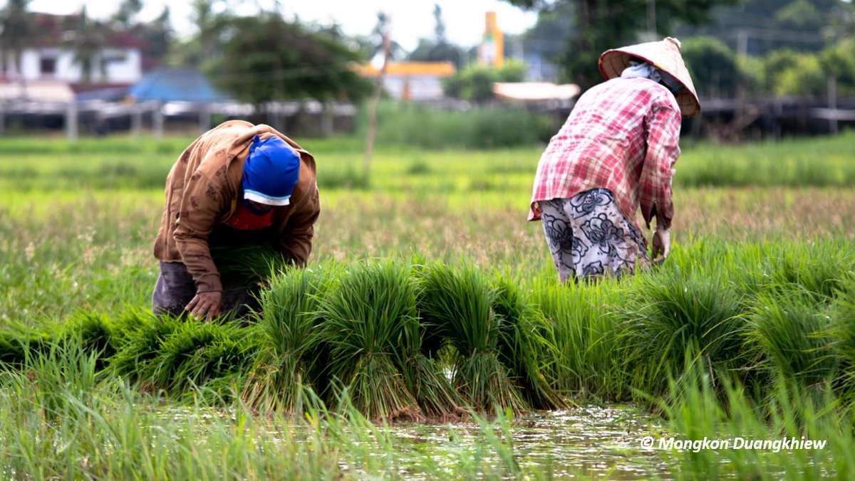 Wesley Ward (@CharlesSturtUni), @lisagiven (@RMIT) and Alison Southwell use constructivist grounded theory to explore how imbalances in ICT impact agricultural research collaboration between Lao and Australia. Read more - tinyurl.com/3h362s6d