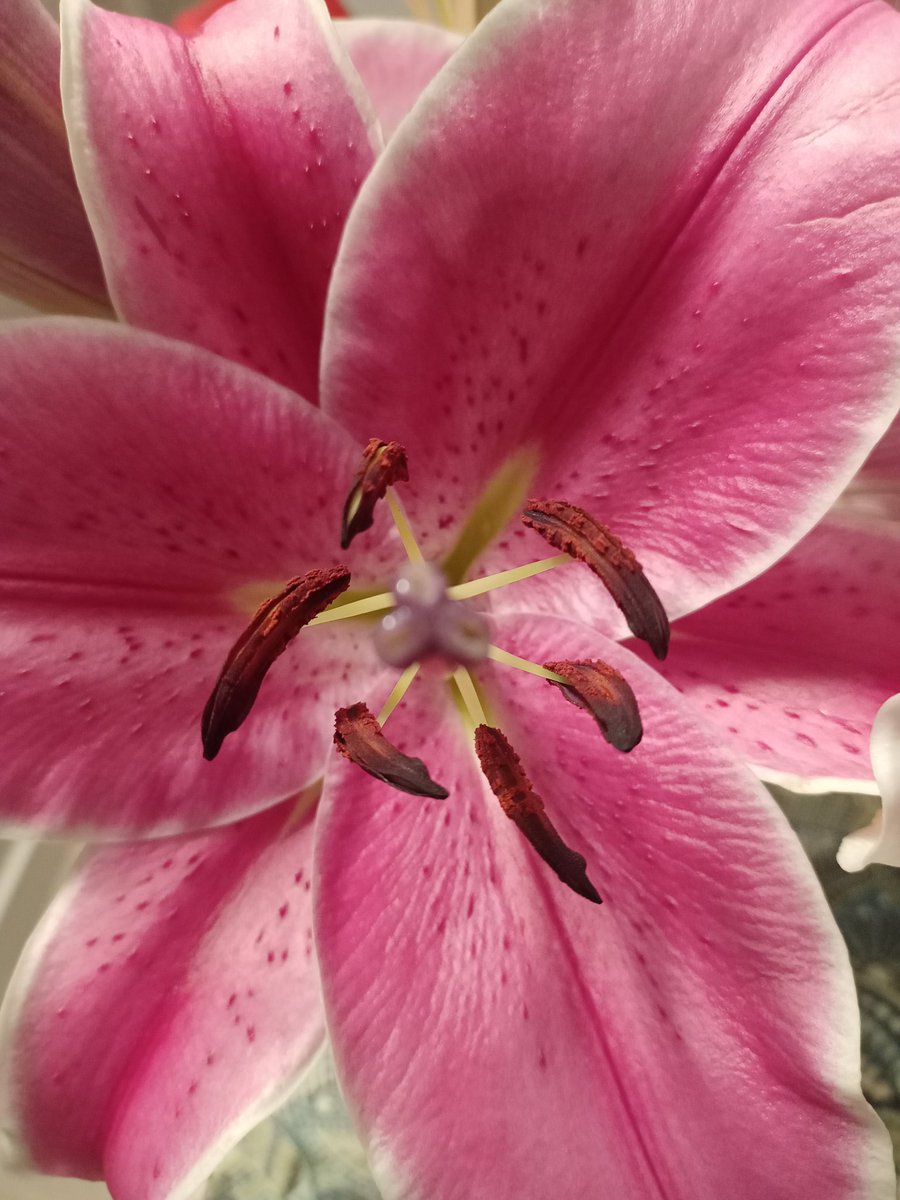 falguera_merce's tweet image. Poc a poc es va obrint a la vida...que tingueu un bon dia! #MomentsDeVida