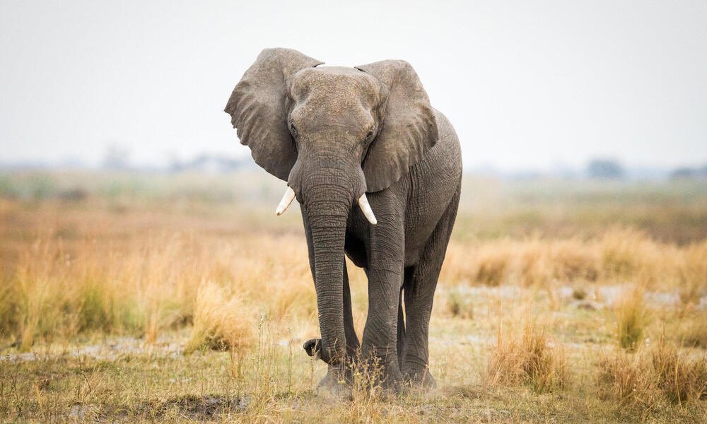 Canada bans elephant ivory and rhino horn trade! Photo via @WWF globalnews.ca/news/10104111/…