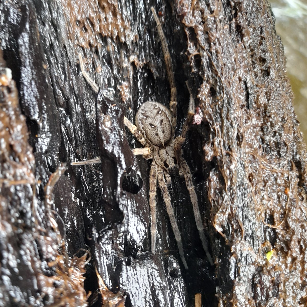 Francis J. Burdon tweet media