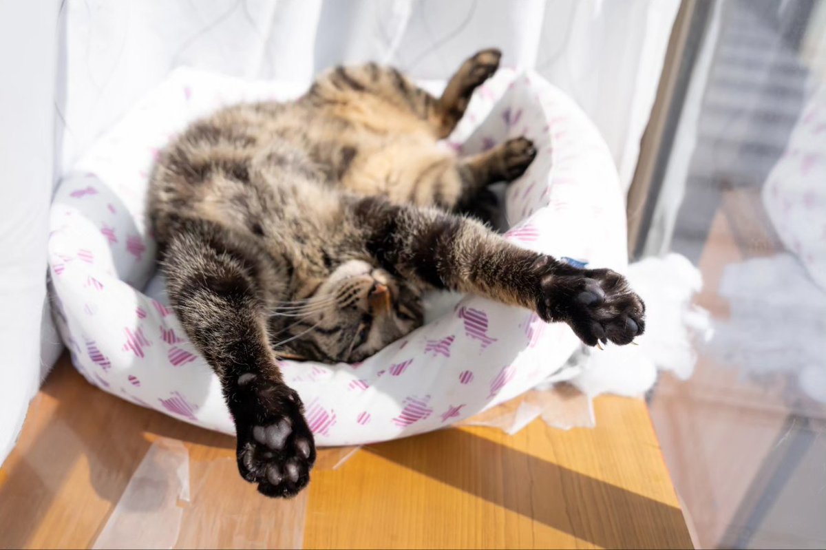 shumin8573's tweet photo. おは猫

#写真好きな人と繋がりたい
#ファインダー越しの私の世界
#猫
#猫のいる暮らし
#猫のいる幸せ
#猫好きな人と繋がりたい
#猫のいる生活 https://t.co/08XqIHaQcI
