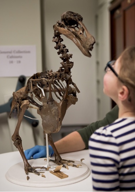 JOB ALERT We seek an engaged, effective leader to be Full Professor of Evolutionary Biology and Ecology and Director of the @ZoologyMuseum in @CamZoology Amazing staff, exceptional collections, award-winning public engagement. Deadline 22 Jan More here: jobs.cam.ac.uk/job/44142/