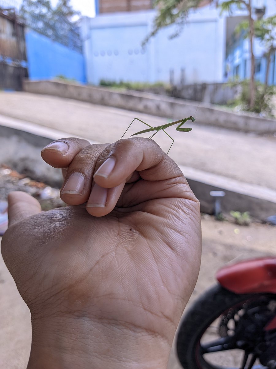 Mini belalang, imut ☺️