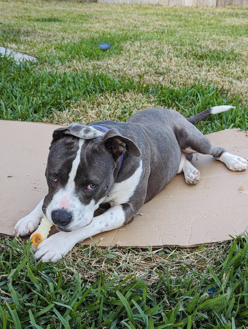 Lost, dumped, or abandoned.

This handsome pup was found wandering a neighborhood street.

This is #houstontexas 

#texasdogs
#houstonpets
#houstondogs
#dogs 
#dogrescue