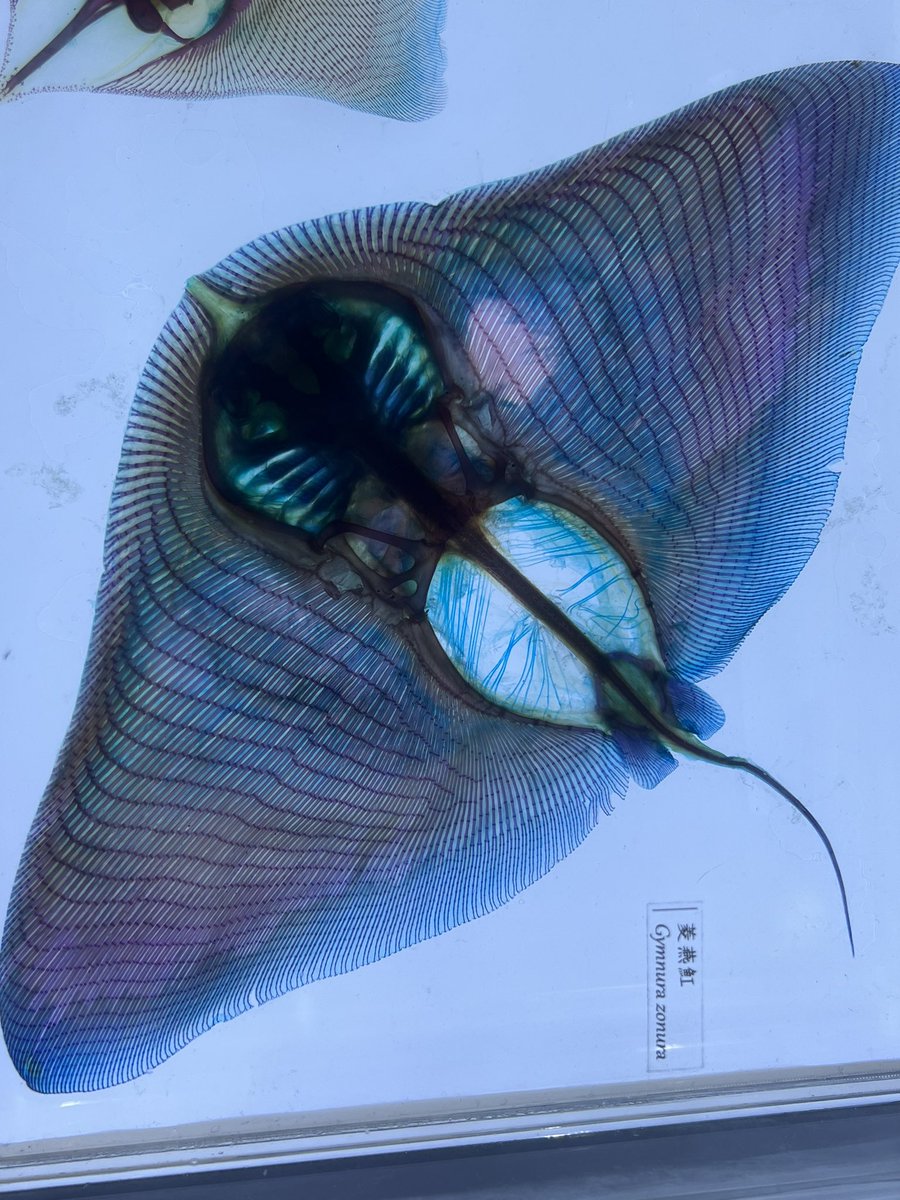 This was a bit of an unexpected trip - I was expecting R&amp;D on aquaculture and traceability.  Instead, I got a bit of traceability, a big tank of sharks, and some extraordinary preserved specimens. #lostintranslation