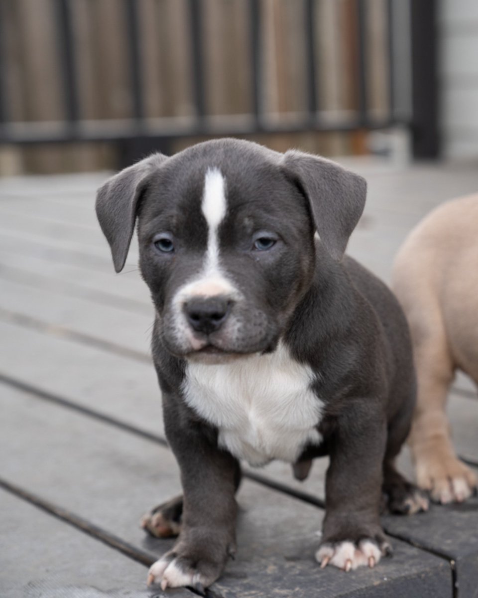 T1FLIGHT's tweet photo. I hang around big ⭐️s all day . . American bullies 8 weeks ready to go to a new home  ✈️ https://t.co/ROC0cVRR4h