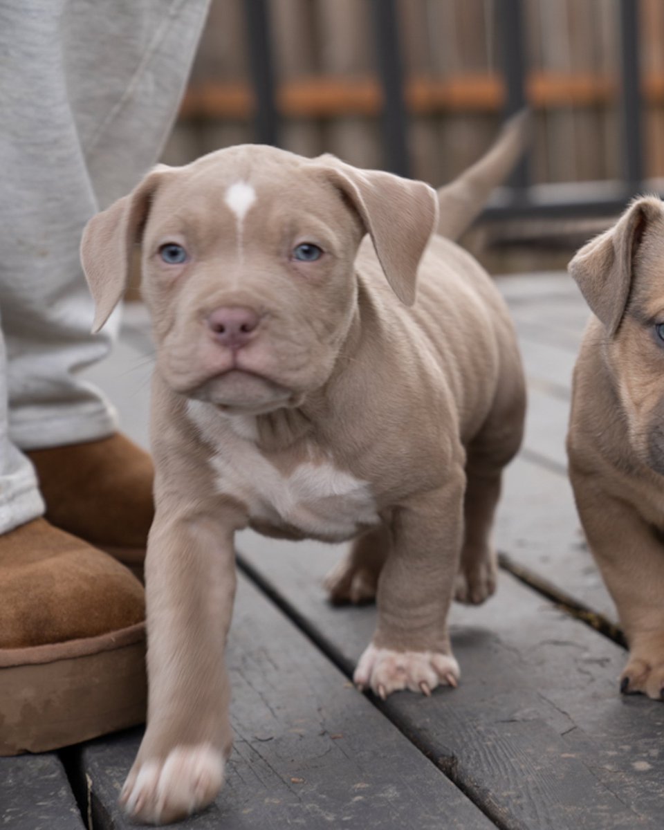 T1FLIGHT's tweet photo. I hang around big ⭐️s all day . . American bullies 8 weeks ready to go to a new home  ✈️ https://t.co/ROC0cVRR4h