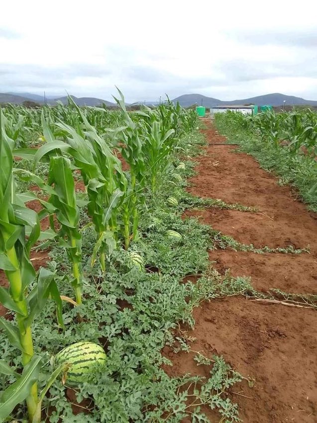 Intercropping of watermelon and maize.