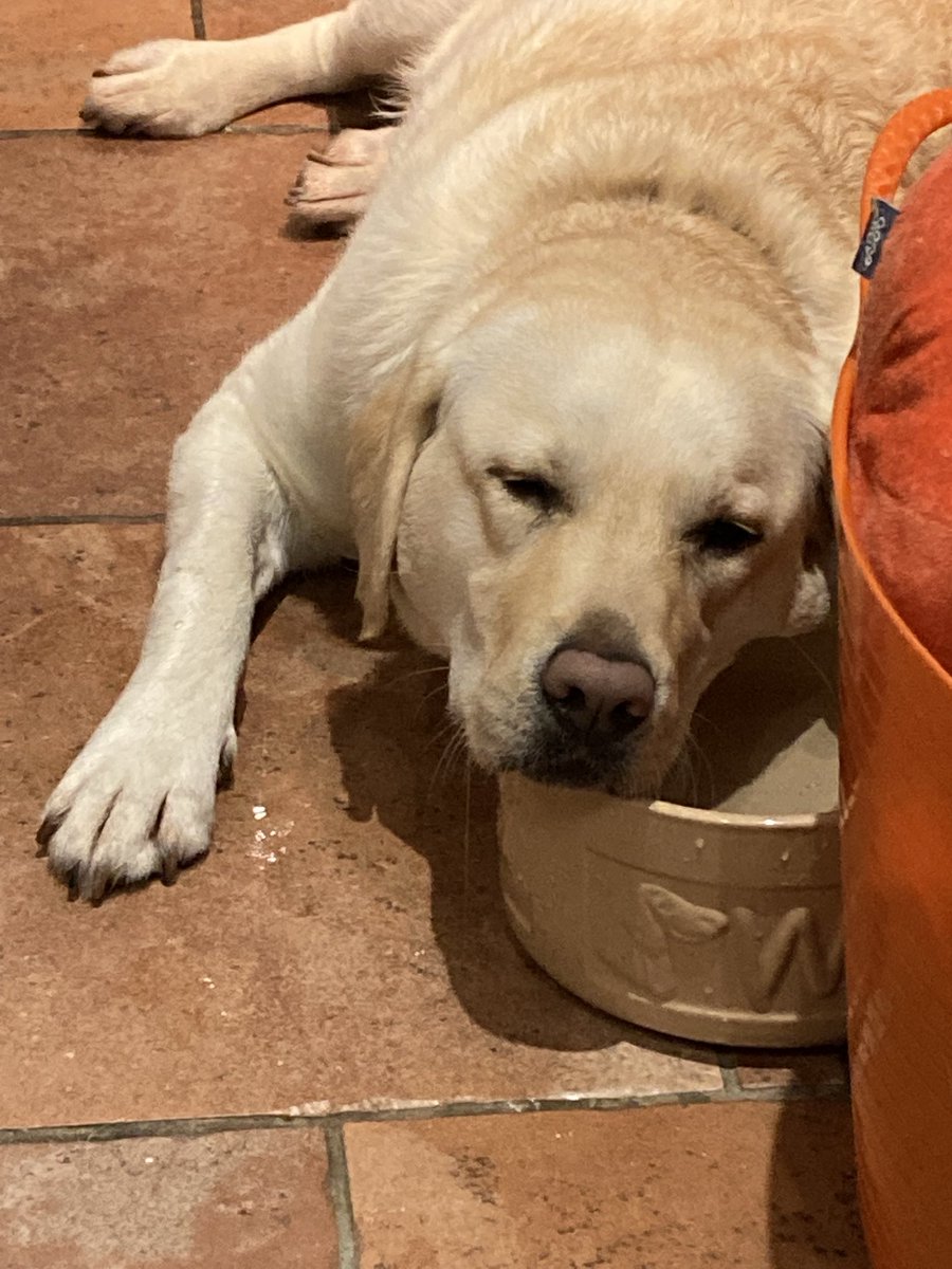 This is my annual Christmas pie warning pals !!! Don’t steal them. Or you will look like this after the hairyvettylady makes you vomit for 15 minutes !!! Keep safe pals x