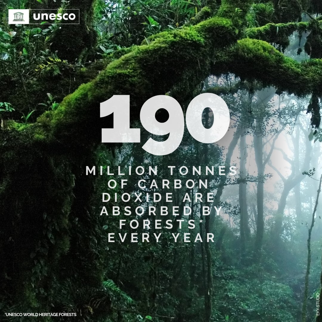 Protecting forests is one of the most effective ways to combat climate change. 🌳🌿 Forests are invaluable in our efforts to build a sustainable future. Let's take climate action today for a greener tomorrow! Discover our work during #COP28: on.unesco.org/3IwGpTz