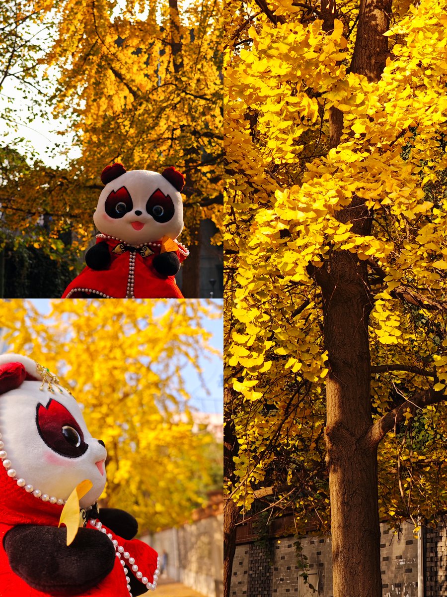 🌟 Basking in the golden hues of Chengdu's early winter! 🍂
I couldn't resist capturing this moment of beauty and sharing it with you. 📸✨🐼

#Chengdu2021 #FISUGames #naturelovers #Rongbao #photooftheday #selfietime #ginkgotree