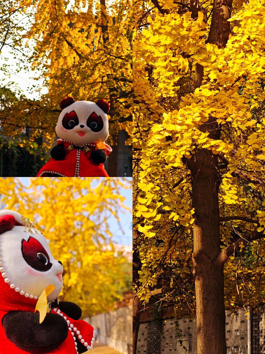 🌟 Basking in the golden hues of Chengdu's early winter! 🍂 I couldn't resist capturing this moment of beauty and sharing it with you. 📸✨🐼 #Chengdu2021 #FISUGames #naturelovers #Rongbao #photooftheday #selfietime #ginkgotree