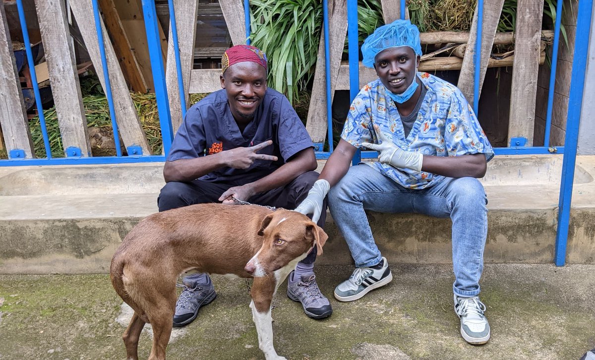TuyishimeEmman's tweet photo. Just had the most amazing practical session at New Vision Veterinary Hospital. Got hands-on experience with surgical operations, ultrasound and radiography. Feeling grateful for the opportunity to learn and grow as a vet student.A hand of applause to @NtaChristophe90 @DrEric_Vet https://t.co/4MLoikrJWb