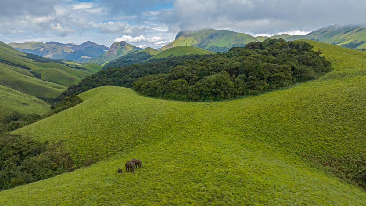 Trust me you wouldn't have seen anything like this before. I am stunned by this incredible photo. A beautiful elephant family with a baby elephant somewhere in western ghats in Tamil Nadu in rolling grasslands and majestic mountains under the clear blue skies. Breathtaking…