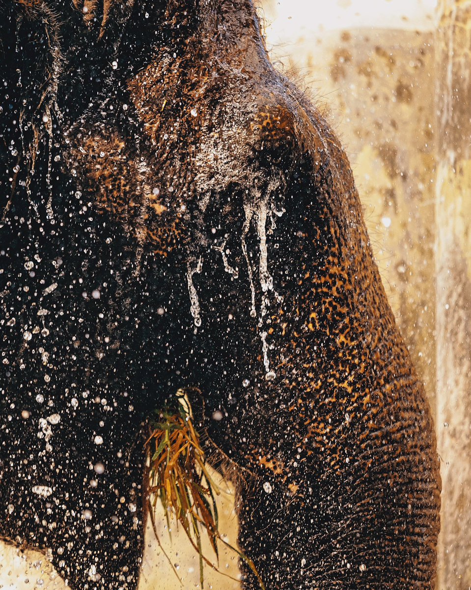 Jilson Tiu tweet media