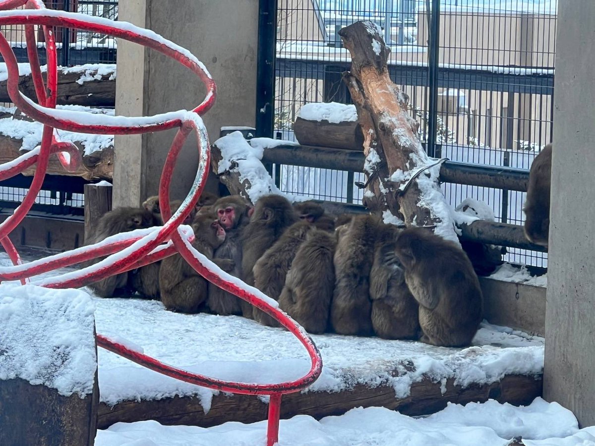 本日のニホンザルたち🐵

#旭山動物園　#asahiyamazoo
#ニホンザル　#japanesemacaque
#サル山　#広報撮影