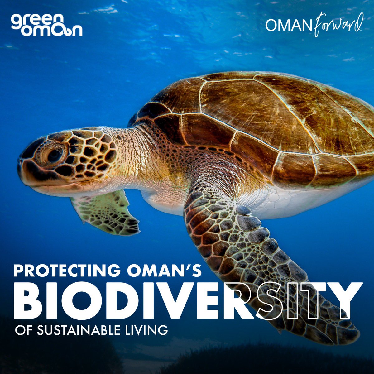 pankajoshi's tweet photo. 🐢 Dive into Oman's turtle haven! 🏝️ Home to four of the world's turtle species, including the second-largest Loggerhead population. The 'Turtle Commandos' program is a beacon of success, guiding 20,000+ turtles back to the sea. #OmanForward #TurtleConservation #OmanBiodiversity https://t.co/SX48ZYtdXk