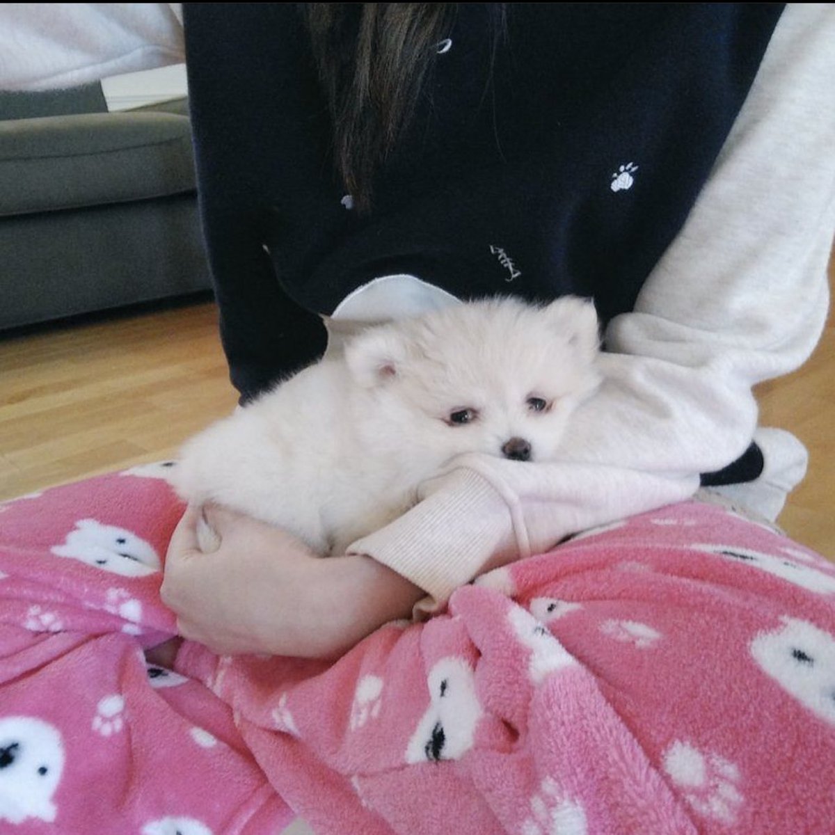 LilyPichu's tweet photo. from holding her at 8 weeks to 7 years old already 🥺 may u live forever temmie!! https://t.co/Bkr0qyvVOa