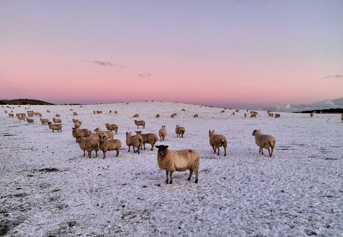 DRnaturegirl's tweet photo. Good morning. Any snow where you are? We’re in the warning area, but none here, so I’m posting snow from last year.

Have a great Thursday.

Sunset snow sheep, Easter Ross.

#Scotlamd #photooftheday #nofilter https://t.co/BhEA0NlPIL