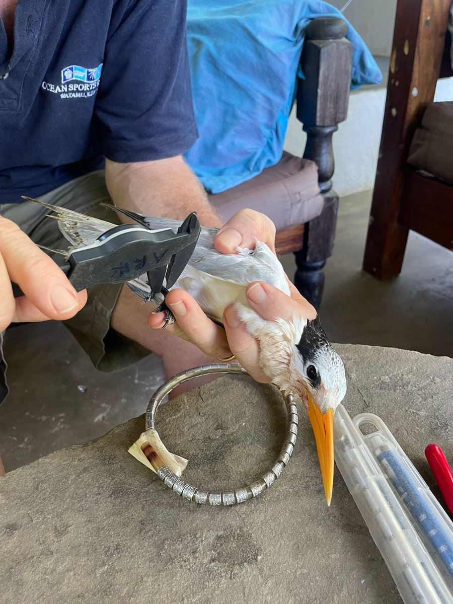 #creationcare is one noble responsibility that comes along with  unspoken feelings of care and love for the different creatures . The Lesser crested-tern that was found lying on the beach in a weak and weary state finally made it to the sky.#BIRDSTORY #birds