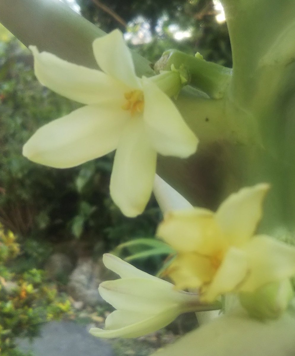 スワロー (@swallowfetish)  X