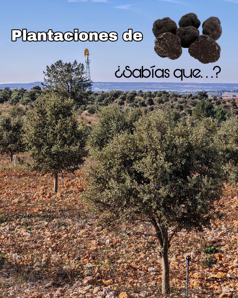 ¿Sabías que las plantaciones de trufa proliferan en zonas con rendimientos agrícolas bajos?
Quizás tengas parcelas cuyo suelo no es de gran calidad sin aprovechar pensado que no tienen valor...

🌐asfoso.org

#encina #trufa #trufas #melanosporum #asfoso #soria