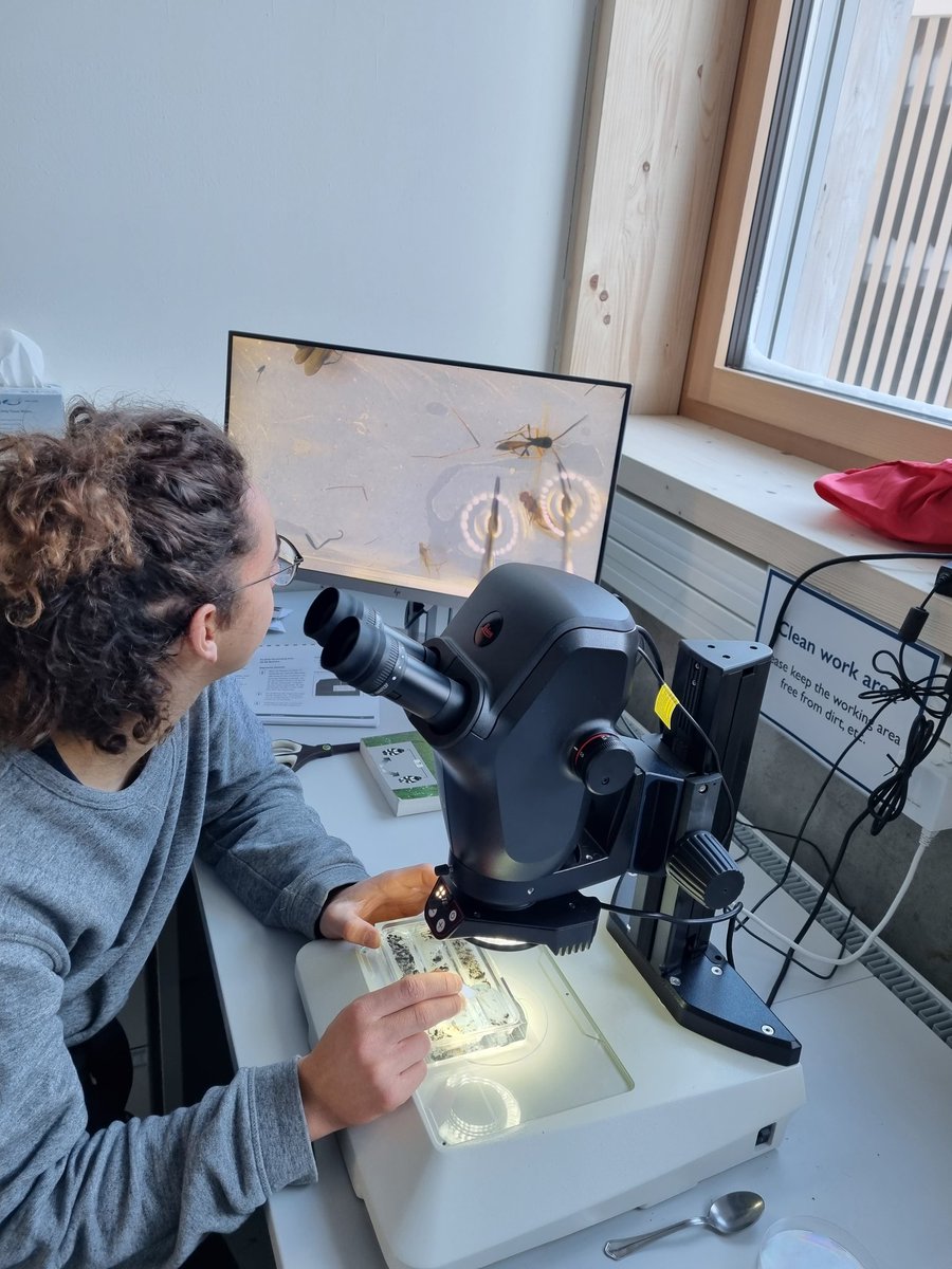 Our lab @SLFDavos gets busy! What would we do without these smart guys sorting thousands of insects from our malaise traps along an elevational gradient?  #insectmonitoring #functionalgroups