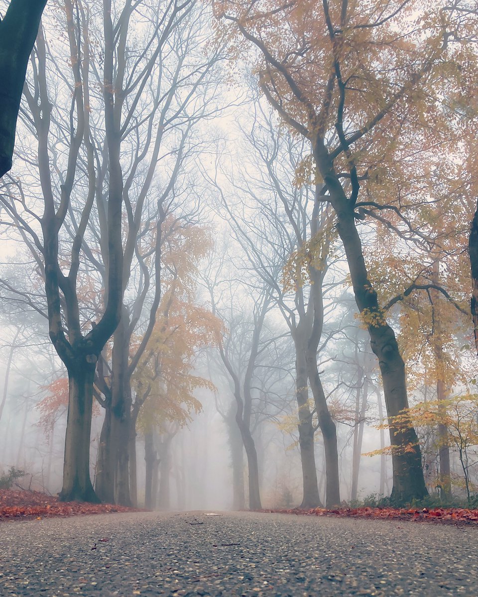 Beukendreef bij Landgoed Mattemburgh #mist #beuken #mattemburgh #orangerie