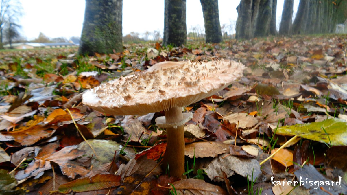 karensnaturephotography.blogspot.com/2023/11/paraso…
#parasolmushroom #autumn2023