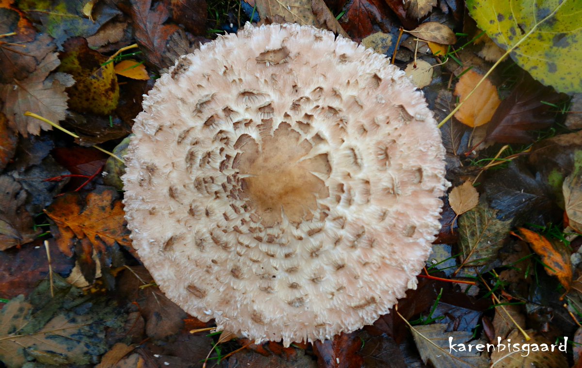 karensnaturephotography.blogspot.com/2023/11/paraso…
#parasolmushroom #autumn2023