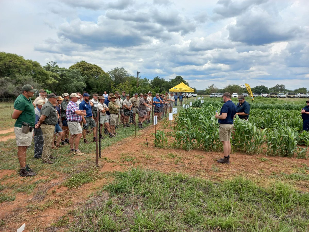 BarenbrugSA's tweet photo. Terugflits op 'n baie suksesvolle aangeplante weidings dag in Limpopo. Gesonde weiding🌾, gesonde groei🌱, gesonde diere🐂 – is dit nie wat ons almal wil hê nie🤷♂️ #Intelact #AfricaLandUseTraining #vravirdiegeelsak https://t.co/seFm2WPedn