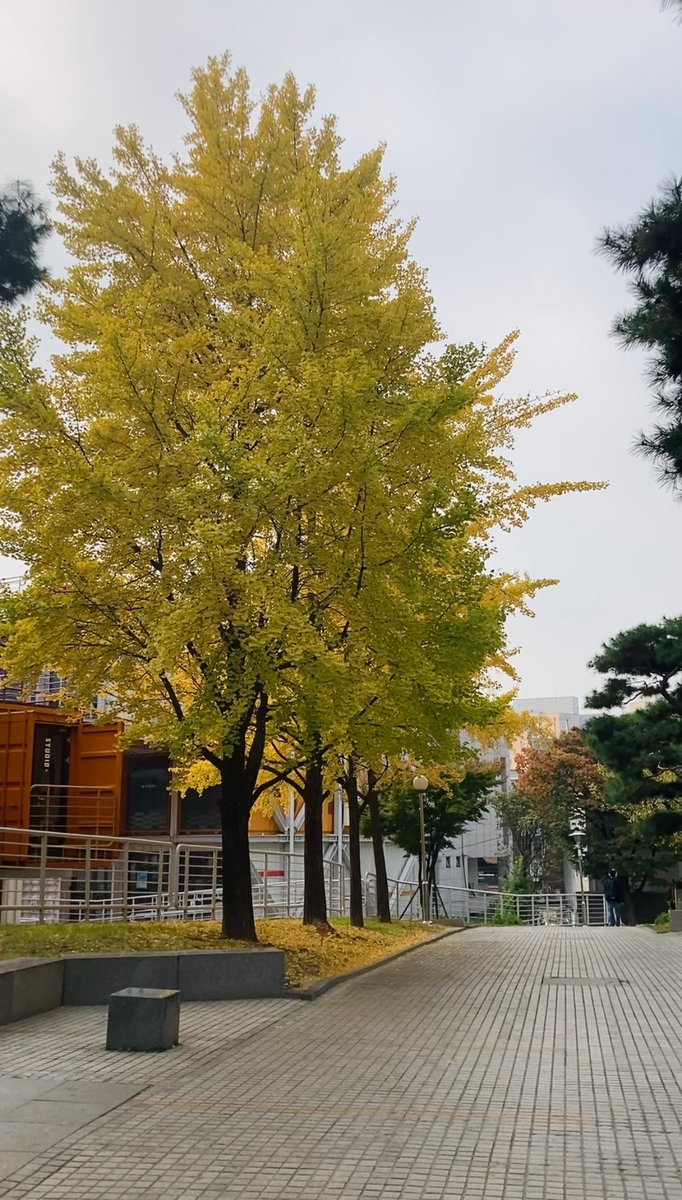 anamgroa's tweet photo. 오랜만에…My first sem of Korean language training is finally done. Level 1 was fun but taking exams again after a long time was nerve-racking. Enjoying the downtime before winter sem begins two weeks from now. Anyway, sharing here some photos of our campus during the fall season https://t.co/cRMMyZD8XC