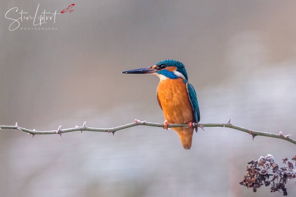 COMMON KINGFISHER ON A FROSTY MORNING 🥶
WWT Arundel, Sussex 
@Natures_Voice @ThePhotoHour @rawbirds @WildlifeMag @WWTArundel @NikonEurope