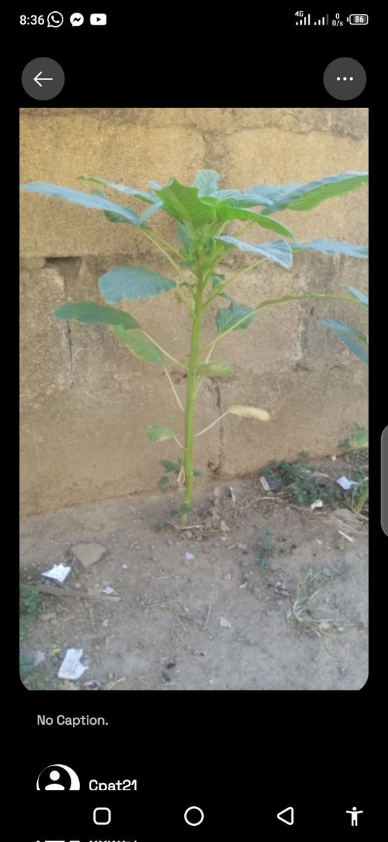 talk2armani's tweet image. Morning shot from my capture app by @numbersprotocol #ProvenanceTool
$NUM