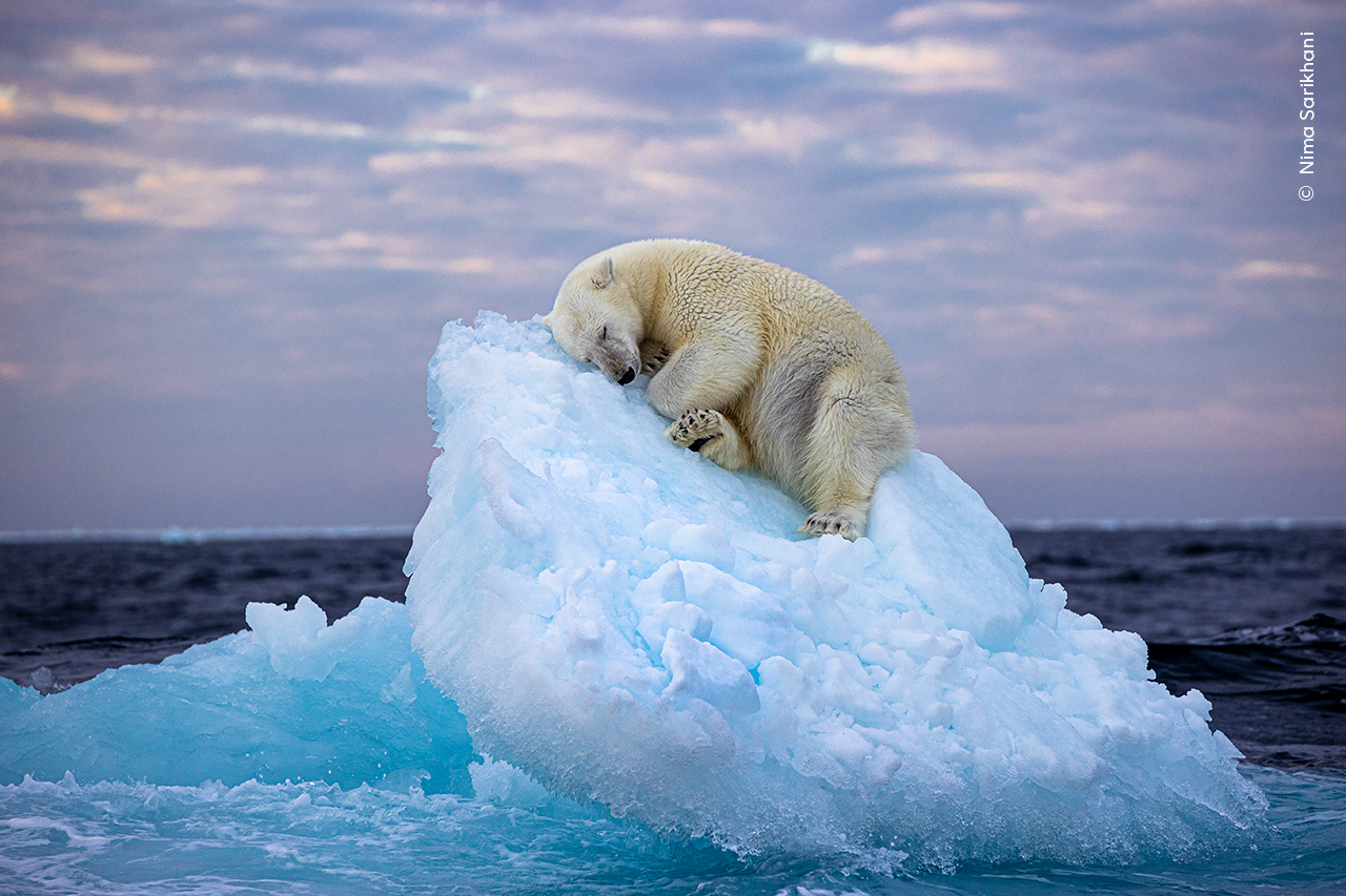 Wildlife Photographer of the Year on X: "A polar bear carved out a bed from  a small iceberg before drifting off to sleep in the far north, off Norway's  Svalbard archipelago ❄️