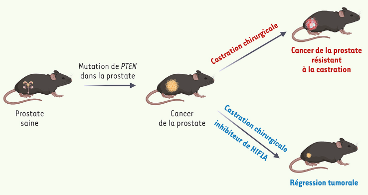 Le cancer de la prostate est le deuxième cancer le plus fréquent dans le monde. Espoir d'un nouveau traitement ciblant le facteur de transcription inductible par l'hypoxie #H1F1A dans les formes résistantes aux anti-androgènes, de mauvais pronostic. bit.ly/3T5fchH #oa