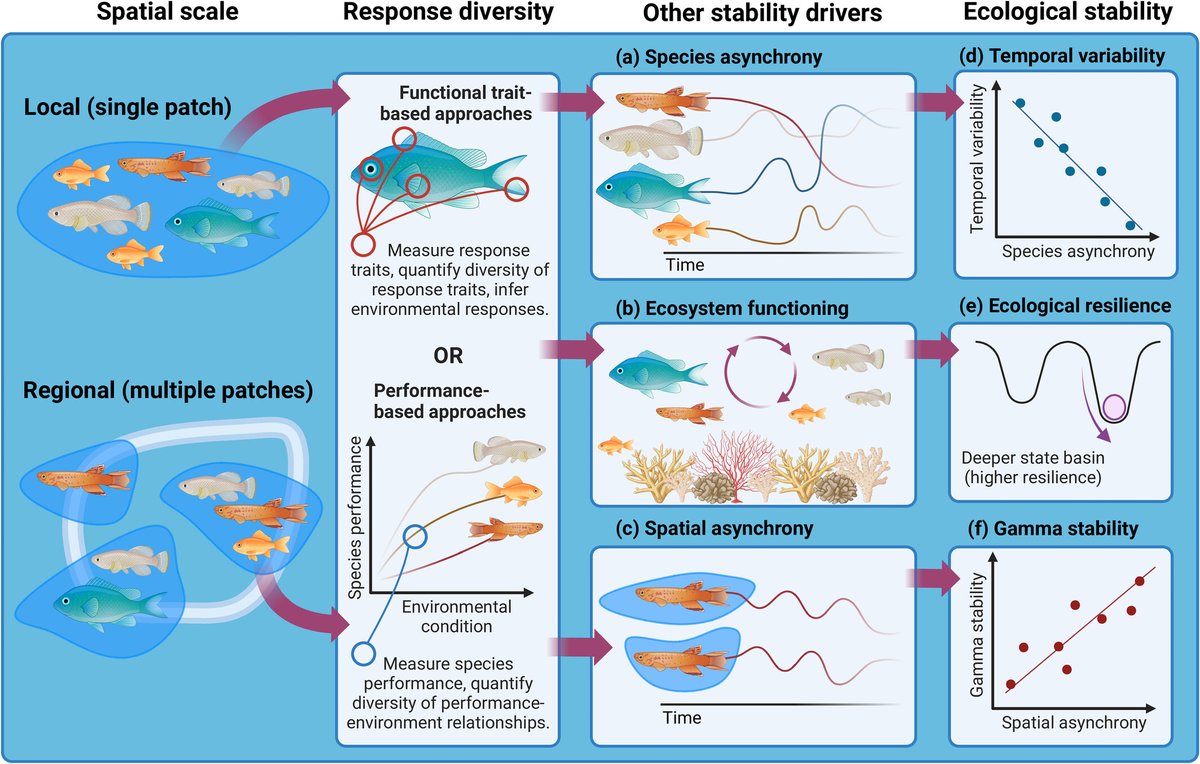 Great to see my @esjoffice award article out in @EcologicalRes with Takehiro Sasaki: there's been interest in response diversity for years, but still not much empirical (or theoretical!) work formalising the links between response diversity and stability. We ask 'why not?'