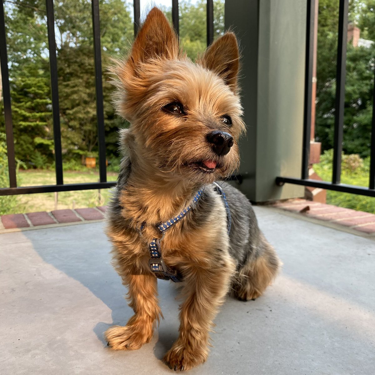 maryofulham's tweet photo. heartbroken to share that after 15 years spent barking, eating, barking more, and reelecting @EdMarkey, our favorite boy cliffy has passed away. 

he commanded our family with remarkable authority. he served as @edbarkey with steadfast devotion to the cause. he was the best dog. https://t.co/RBzKbuUKgt