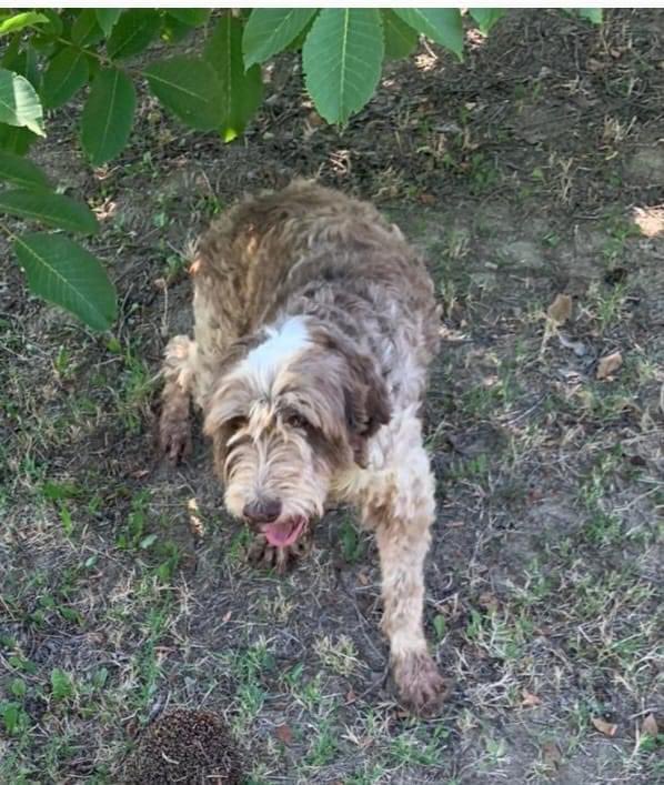 RomanceDown_'s tweet photo. È scomparso il mio cane.
Zona Canelli (AT) 
Penso me l’abbiano portato via, poiché era tutto chiuso nel suo recinto. È buono ma ha tanta paura dell’uomo, taglia medio grande. È anziano.
Offro ricompensa (500+€) https://t.co/9ltDC5XBwt