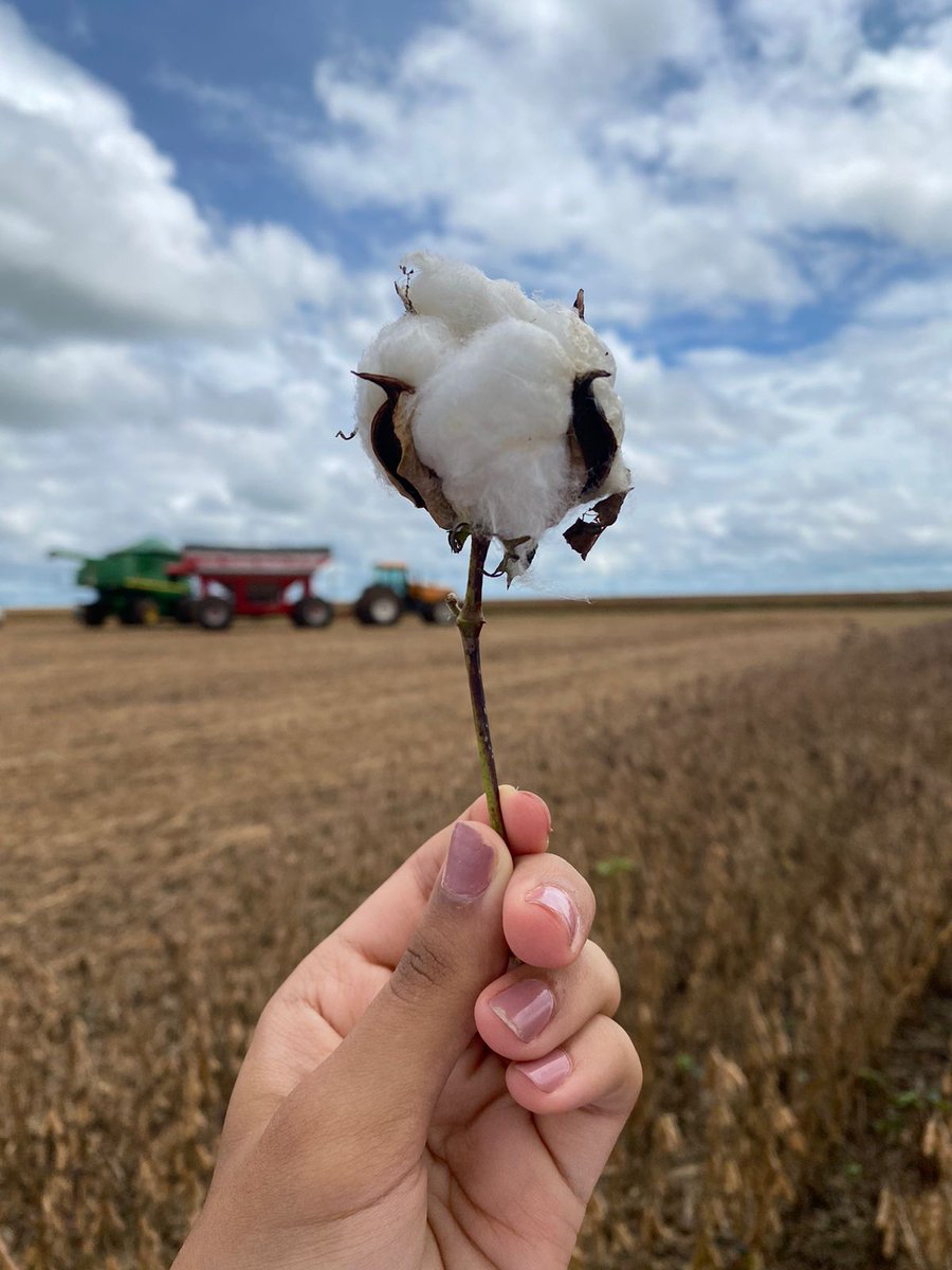 rallydasafra's tweet image. Dá uma olhada nesse algodão de perto!

Você sabe quais foram os principais destaques da safra de algodão 22/23?
Se não sabe, se liga nos nossos stories  do Instagram de hoje. 📳😉

#lavoura #agro #produtorrural #campo #agronegócio