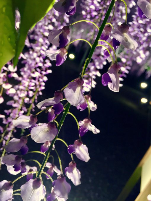 「purple flower wisteria」 illustration images(Latest)