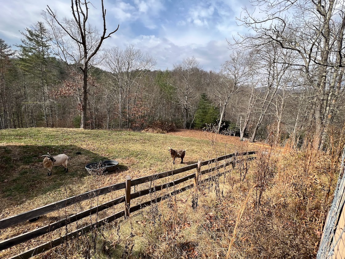 "Farmer" Robby (Robert Robbins), one of the newest members of our community, is shown here feeding our two #goats — Elliot &amp; Ichabod.

These goats are one of the mainstays of our agricultural sector! Learn more about our Path of the #Native: peacepentagon.net/about-our-comm…

#farmday